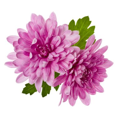 beyaz arka plan closeup izole yeşil yaprakları ile iki krizantem çiçek başları. Bahçe çiçeği, gölge yok, üst görünüm, düz yatıyordu.