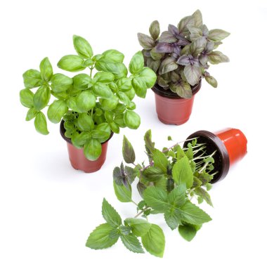 Beyaz arka plan kesme izole tencerede büyüyen taze tatlı Cenevizli basil otlar.