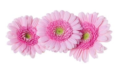 Beyaz arka plan closeup izole üç pembe gerbera çiçek kafaları. Gerbera havada, gölgesiz. Üst görünüm, düz yatıyordu.