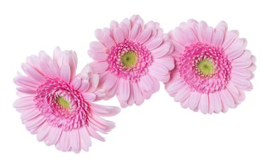 Beyaz arka plan closeup izole üç pembe gerbera çiçek kafaları. Gerbera havada, gölgesiz. Üst görünüm, düz yatıyordu.