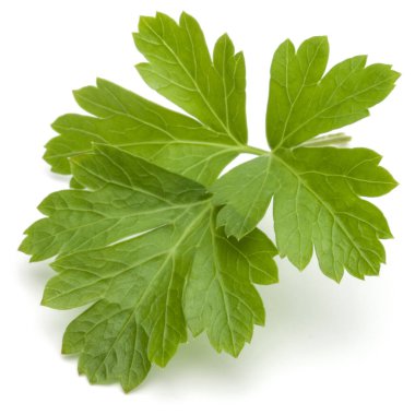 Beyaz arka planda taze maydanoz yaprakları