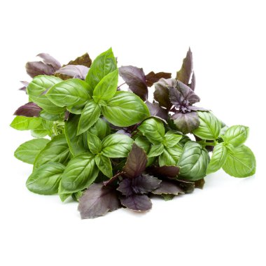 Beyaz arka plan kesme izole fesleğen buket çeşitleri.