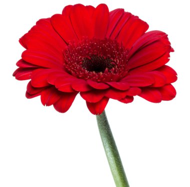 Beyaz arka plan üzerinde izole uzun saplı dikey kırmızı gerbera çiçeği