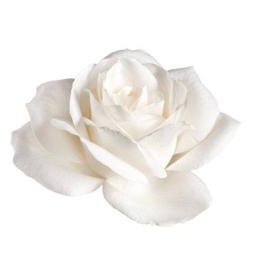 Beyaz arkaplanda izole edilmiş bir beyaz gül çiçeği