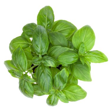 Beyaz arka plan kesme izole taze tatlı Cenevizli fesleğen buket. Üstten görünüm.