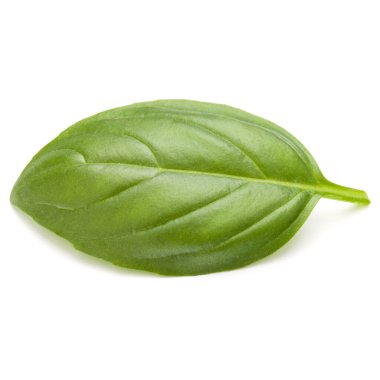 Beyaz arka plan closeup izole fesleğen bitki yaprakları