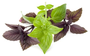 Taze yeşil Studio atış kapatın ve beyaz arka plan üzerinde izole karışık kırmızı fesleğen bitki yaprakları. Tatlı Cenevizli fesleğen ve mor koyu Opal fesleğen.