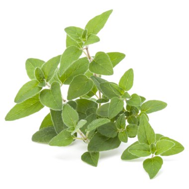 Beyaz arka plan kesme izole kekik veya mercanköşk yaprakları