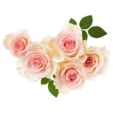 Beyaz arkaplanda izole edilmiş pembe güller. Havada, gölgesiz gül çiçeği buketi. Üst manzara, düz uzanma.