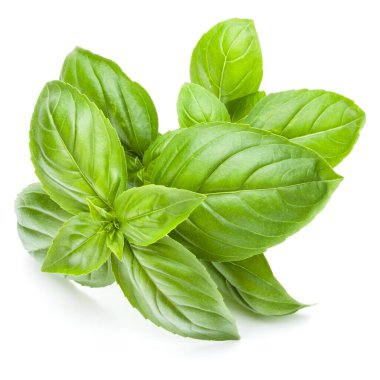 Beyaz arka plan kesme izole taze tatlı Cenevizli fesleğen yaprakları.