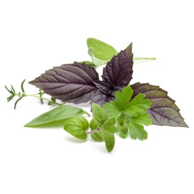 Taze ot beyaz arka plan üzerinde izole çeşitli bırakır. Mor koyu opal fesleğen, kekik, kekik, maydanoz.