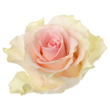 Pembe gül beyaz arka plan closeup izole. Gül çiçeği kafası havada, gölgesiz. Üst görünüm, düz yatıyordu.