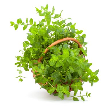 Beyaz arka planda izole edilmiş taze naneli hasır sepeti.