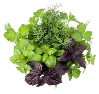 Beyaz arka planda izole edilmiş taze baharatlar ve otlar. Tatlı fesleğen, kırmızı fesleğen, dereotu ve maydanoz. Üst görünüm.