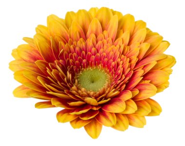 turuncu gerbera çiçek baş beyaz arka plan closeup izole. Gerbera havada, gölgesiz. Üst görünüm, düz yatıyordu.