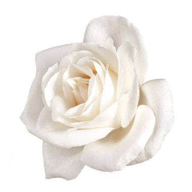 Beyaz arkaplanda izole edilmiş bir beyaz gül çiçeği