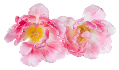 Beyaz arka planda izole edilmiş iki bahar pembe lalesi çiçeği buketi. Çiçekler gölgesiz havada toplanır. Üst manzara, düz uzanma.