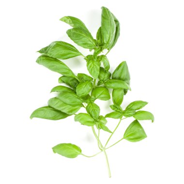 Tatlı Cenevizli fesleğen şube beyaz arka plan üzerinde izole. Düz, görünümü Top.