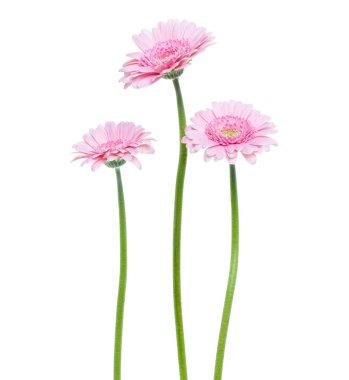 Beyaz zemin üzerinde izole edilmiş uzun saplı üç dikey pembe gerbera çiçeği.