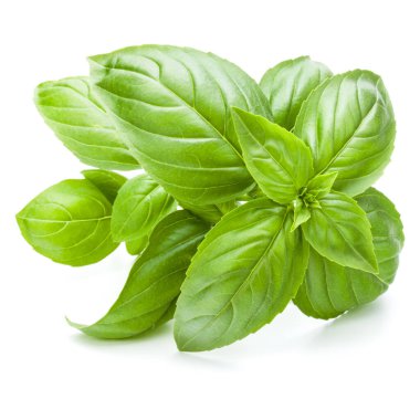 Beyaz arka plan kesme izole taze tatlı Cenevizli fesleğen yaprakları.