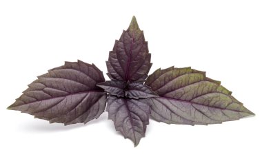 Beyaz arka plan üzerinde izole kırmızı taze fesleğen bitki yaprakları stüdyo çekim kapatın. Mor koyu Opal fesleğen.