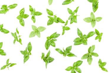 Arka plan aranjman beyaz izole tatlı Cenevizli fesleğen yaprağı. Üstten görünüm.