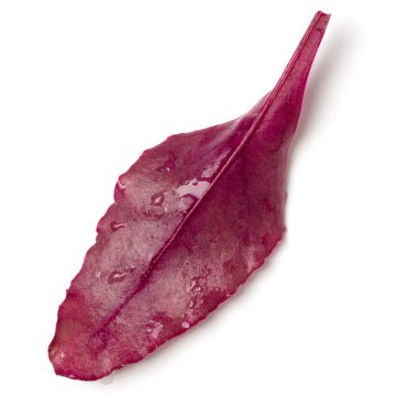 Beyaz arka planda bir avuç marul yaprağı salatası. Üst manzara, düz uzanma.