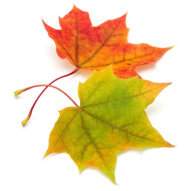 renkli sonbahar akçaağaç yaprağı üzerinde beyaz izole