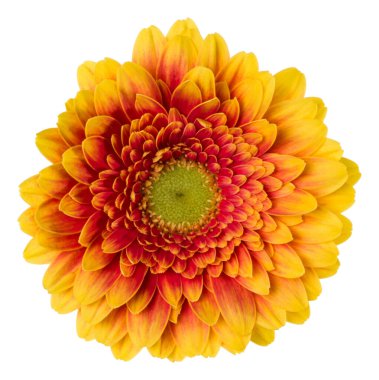 turuncu gerbera çiçek baş beyaz arka plan closeup izole. Gerbera havada, gölgesiz. Üst görünüm, düz yatıyordu.