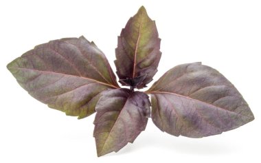 Beyaz arka plan üzerinde izole kırmızı taze fesleğen bitki yaprakları stüdyo çekim kapatın. Mor koyu Opal fesleğen.