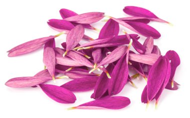 Beyaz arka plan üzerinde izole leylak krizantem çiçek yaprakları