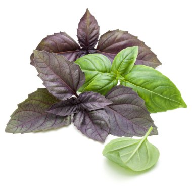 Taze yeşil Studio atış kapatın ve beyaz arka plan üzerinde izole karışık kırmızı fesleğen bitki yaprakları. Tatlı Cenevizli fesleğen ve mor koyu Opal fesleğen.