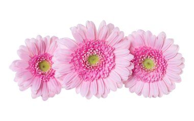 Beyaz arka plan closeup izole üç pembe gerbera çiçek kafaları. Gerbera havada, gölgesiz. Üst görünüm, düz yatıyordu.