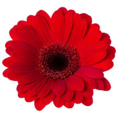beyaz arka plan closeup izole kırmızı gerbera çiçek kafası. Gerbera havada, gölgesiz. Üst görünüm, düz yatıyordu.