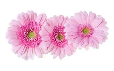 Beyaz arkaplanda izole edilmiş üç pembe Gerbera çiçeği başı. Gerbera havada, gölgesiz. Üst manzara, düz uzanma.
