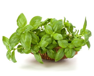 Fesleğen bitki yaprakları grup beyaz arka plan kesme izole hasır sepet içinde