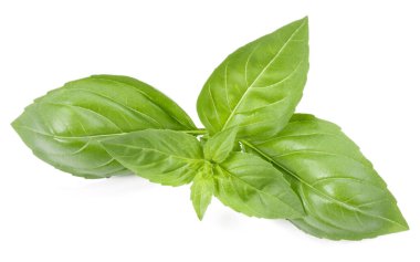 fesleğen bitki üzerinde izole beyaz arka plan bırakır. Cenova fesleğen yaprağı.