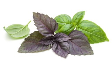 Taze yeşil Studio atış kapatın ve beyaz arka plan üzerinde izole karışık kırmızı fesleğen bitki yaprakları. Tatlı Cenevizli fesleğen ve mor koyu Opal fesleğen.