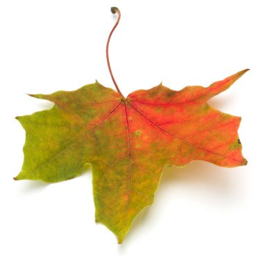 renkli sonbahar akçaağaç yaprağı üzerinde beyaz izole