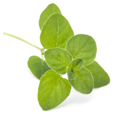 Beyaz arka plan kesme izole kekik veya mercanköşk yaprakları