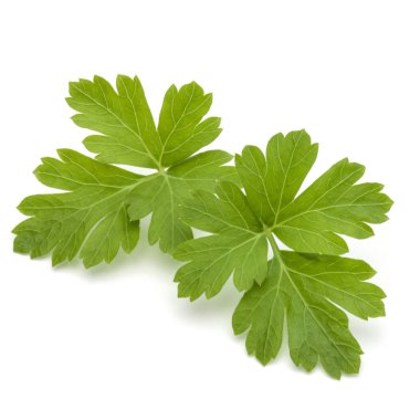 Beyaz arka planda taze maydanoz yaprakları