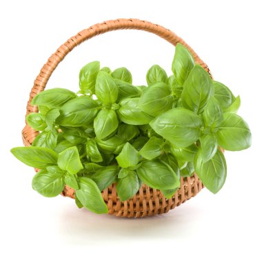 Fesleğen bitki yaprakları grup beyaz arka plan kesme izole hasır sepet içinde