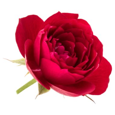 çiçek baş beyaz arka plan kesme izole bir kırmızı gül