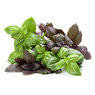 Beyaz arka plan kesme izole fesleğen buket çeşitleri.