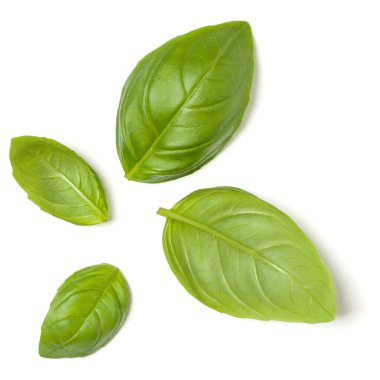 Tatlı Fesleğen ot beyaz arka plan closeup izole bırakır. Düz döşeme, üst görünüm..