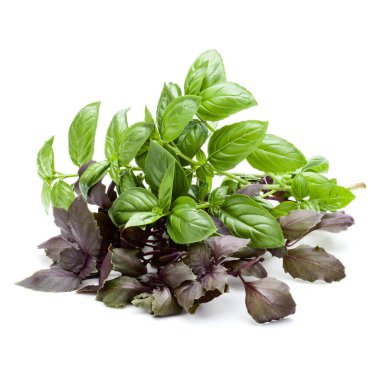 Beyaz arka plan kesme izole fesleğen buket çeşitleri.