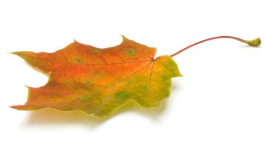renkli sonbahar akçaağaç yaprağı üzerinde beyaz izole