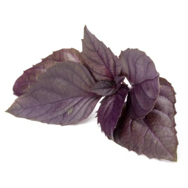 Beyaz arka plan üzerinde izole kırmızı taze fesleğen bitki yaprakları stüdyo çekim kapatın. Mor koyu Opal fesleğen.