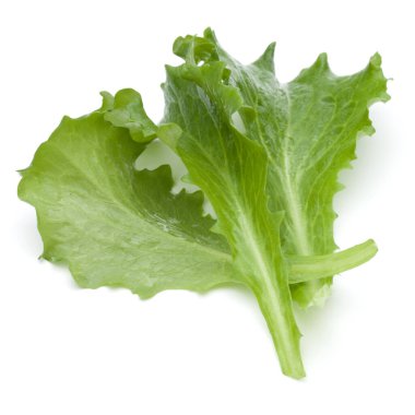 Stüdyo çekim taze yeşil hindiba salatası yaprak beyaz arka plan üzerinde izole kapatmak.