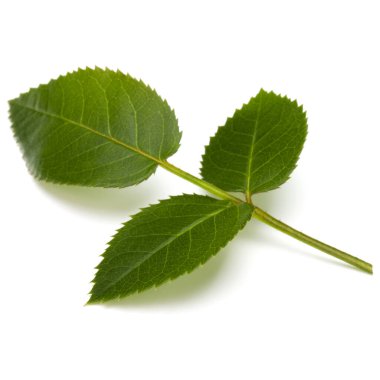 Beyaz arkaplanda yeşil gül yaprağı izole edildi